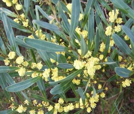 Acacia stricta (Mimosaceae) Hop Wattle Size: Erect, glabrous shrub,1-4m.