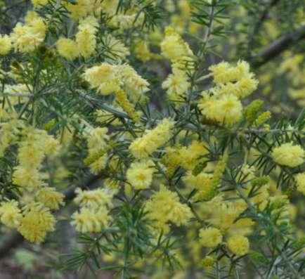 Acacia verticillata subsp. verticillata (Mimosaceae) Prickly Moses Size: Prickly low shrub to open tree 1-5m. Flowering: July-November.
