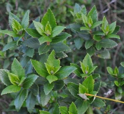Adriana quadripartita (Euphorbiaceae) Coast Bitter-bush Conservation Status: v. Size: Dark green leafy shrub 1-3m.