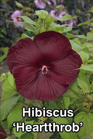 Cool! Hibiscus Midnight Marvel Super plant!