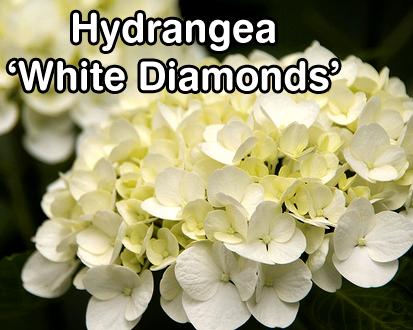 Hydrangea White Diamonds a compact PeeGee form with