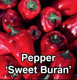 Chili Pepper Fatalii Habanero-type. Extremely hot.