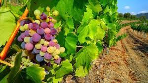 Today will see us visit two excellent Priorat Bodegas.