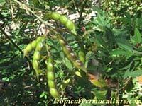 Growing Pigeon Peas Cajanus Cajun Pigeon pea would have to be one of the most versatile permaculture plants.