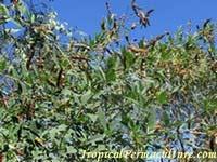 But I soon discovered that pigeon pea has many more uses: It's a staple food crop that provides good protein.