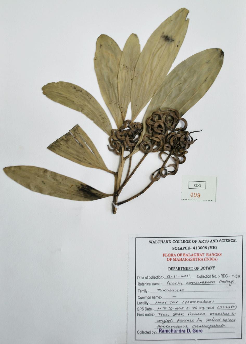 Image 2. Herbarium of Acacia concurrens Pedley. Image 3. Acacia horrida (L.) Willd R.D. Gore Flowering and Fruiting: November February Localities: Ter-Dhoki (18 0 19 56.70 E & 76 0 9 19.