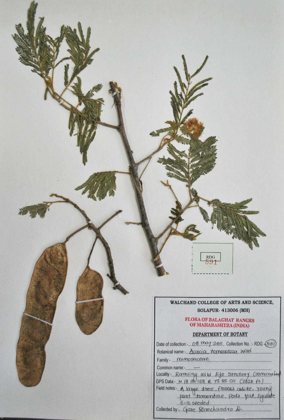 1806 (Mimosaceae) (Images 5,6) Specimen examined: RDG 591 (Walchand College, Herbarium), 08.v.