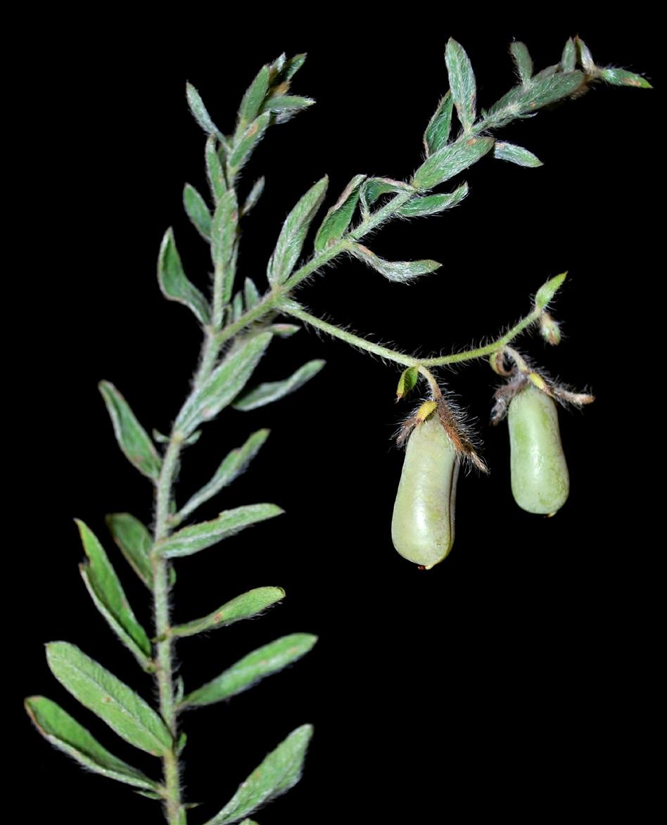 Note: Crotalaria vestita Baker is endemic to Gujarat, Karnataka and Maharashtra (Ansari 2008). R.D. Gore Orthosiphon thymiflorus (Roth.) Sleesen in Reinwardtia 5: 42.