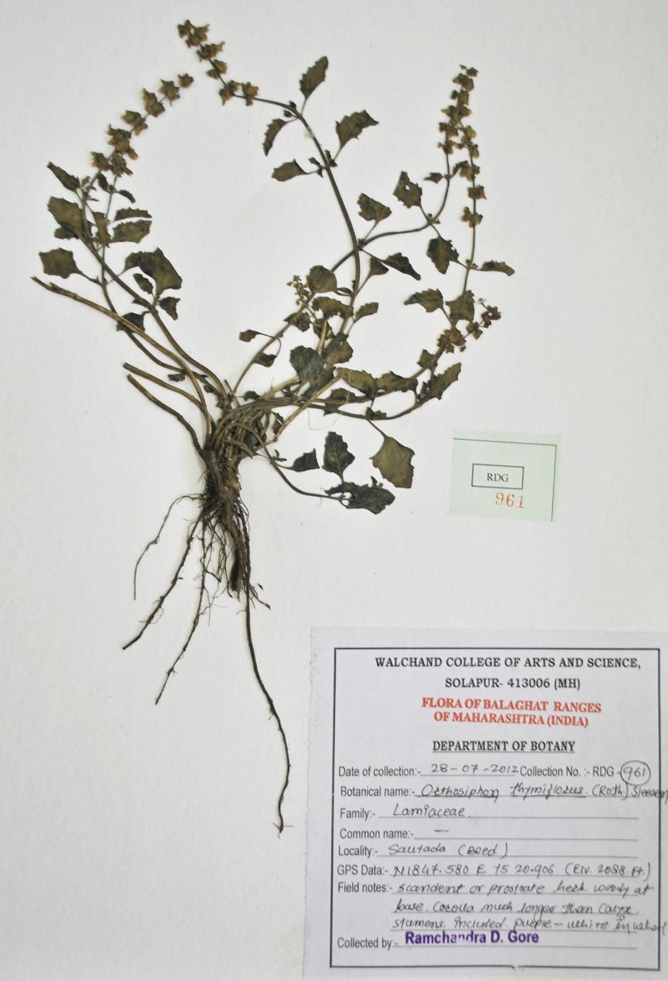 Image 10. Herbarium of Orthosiphon thymiflorus (Roth.) Sleesen. Image 11. Pseudarthria viscida (L.) Wight & Arn. S.P. Gaikwad Pseudarthria viscida (L.) Wight & Arn. Prodr. 209. 1834.