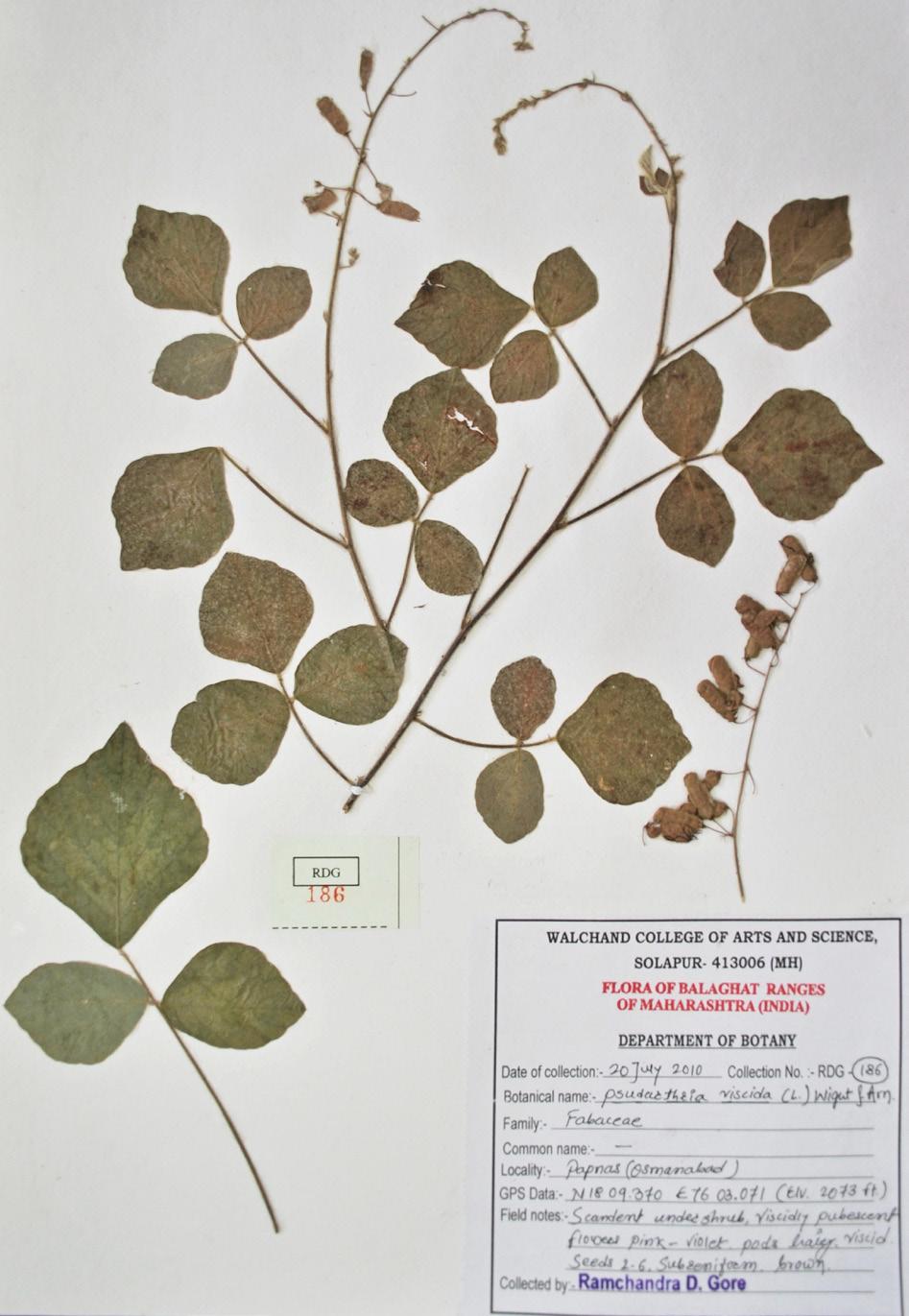 Image 12. Herbarium of Pseudarthria viscida (L.) Wight & Arn. Image 14. Herbarium of Pueraria montana (Lour.) Merr. Image 13. Pueraria montana (Lour.) Merr. S.P. Gaikwad Specimen examined: RDG 728 (Walchand College, Herbarium), 18.