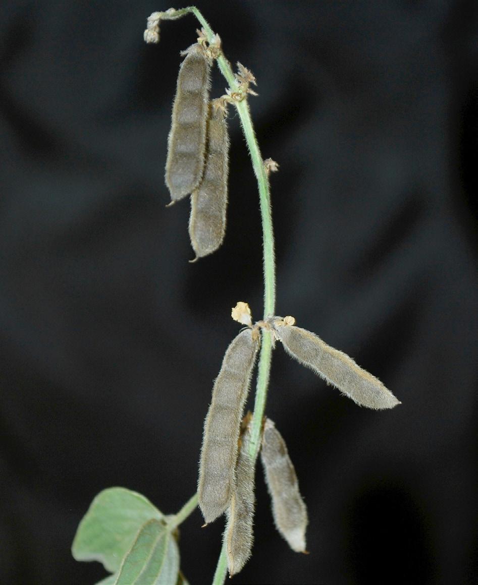 E.O. Kuntze 5307, (NYBG) (barcode NY0013069). Scabrous herbs; stem 4-angled, strigose with prickly hairs. Leaves sessile, 2 4 cm long, linear, acute at apex.