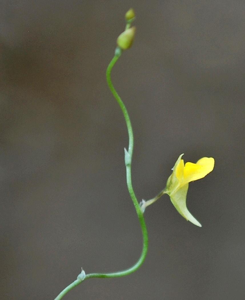 District. Note: Utricularia scandens Benj. is easily recognized in the field by its twining racemes, yellow flowers and presence of sterile bracts in between fertile ones (Janarthanam & Henry 1991).
