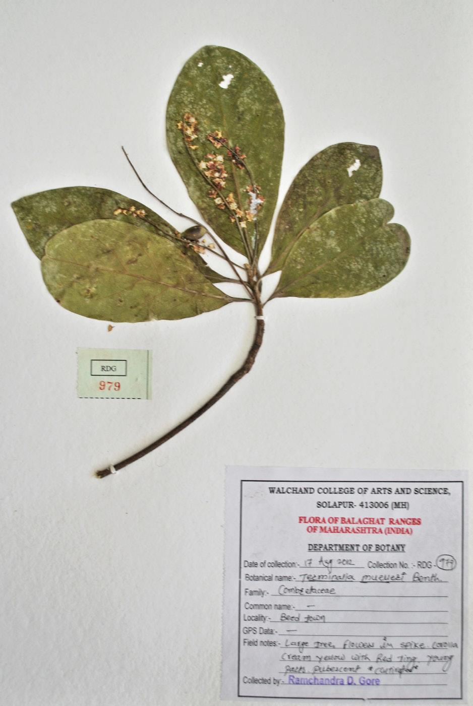 Blatter Herbarium, St. Xavier s College, Mumbai, 47, 119, 202, 209pp. Almeida, M.R. (2001). Flora of Maharashtra - Volume 3b. Blatter Herbarium, St. Xavier s College, Mumbai, 418pp. Almeida, M.R. (2003).