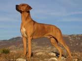 However, far from being redundant, the Ridgeback has once again exhibited its adaptability and versatility by becoming sought-after companion/house dogs, family pets and watchdogs world-wide.