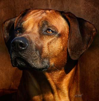 Though naturally obedient and easily trained, you will never get that instant submission you see in Working Breeds. Ridgebacks are partners not servants!