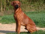 The kennels that contributed the most registered dogs to the foundation of the Rhodesian Ridgeback were Eskdale, Viking, Drumbuck, Avondale and Lion's Den.