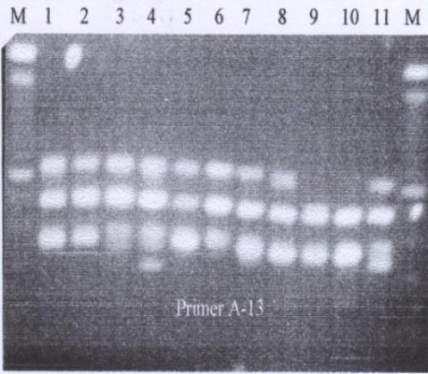 The RAPD results with OPA-13 primer. of 1 and 2 at 300 and 380 base pairs of PCR products.