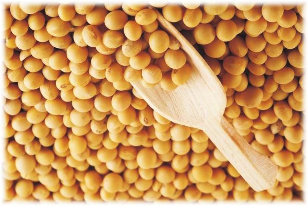 Growing Soybeans ACCORDING to the USDA Agricultural Statistics Service, 63.3 million acres of soybeans were harvested in the United States during 2007. The harvest resulted in 2,585,207,000 bushels.