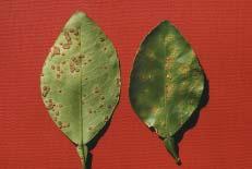 Chiroleu. 2002. Survival of Xanthomonas axonopodis pv. citri in leaf lesions under tropical environmental conditions and simulated splash dispersal of inoculum. Phytopathology 92: 336-346.
