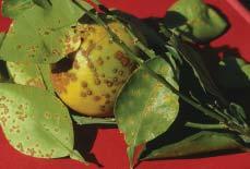 Another outbreak of bacterial canker on citrus in Florida. Plant Disease 80: 1208. Schubert, T.S., S.A. Rizvi, X. Sun, T.R. Gottwald, J.H. Graham and W.N. Dixon. 2001.