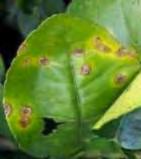 Figure 2. Lesions caused by citrus canker on citrus leaves.