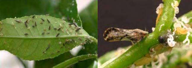 Figure 10. Asian citrus psyllid adults and nymphs on the back of a leaf (left) and on a citrus terminal (right). Notice the white, waxy tubes coming from the psyllids (right).