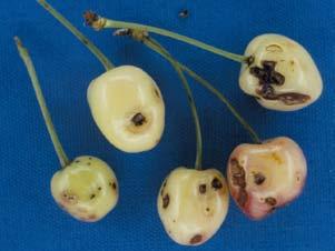 Figure 4. Infection of sweet cherry fruit by P.