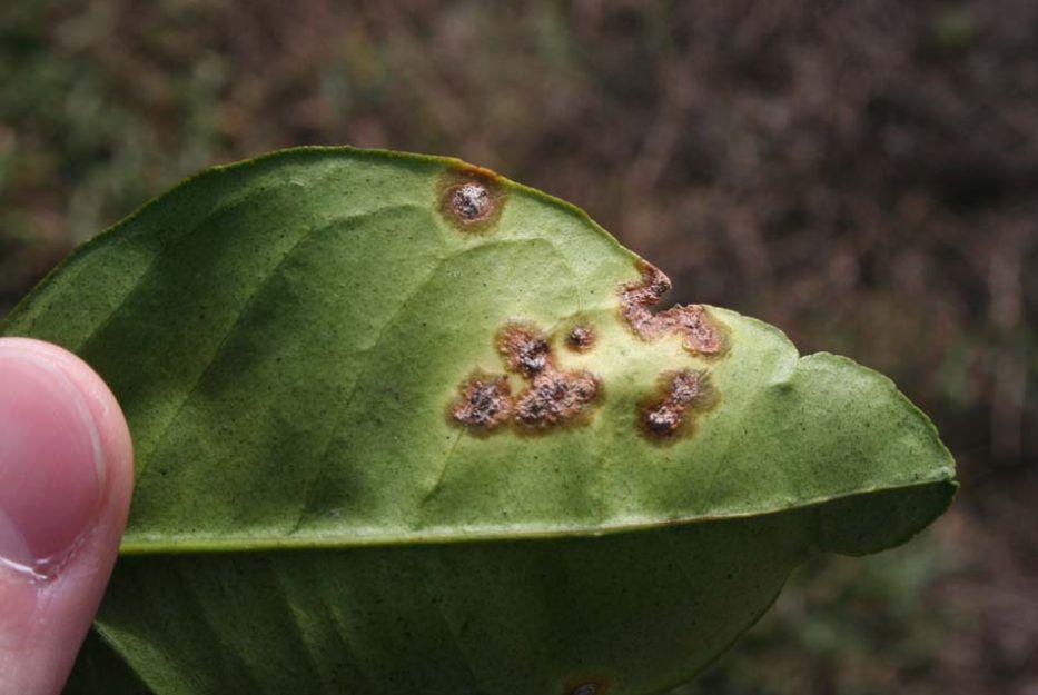 Note the water-soaking around the perimeter of each lesion Figure 3. Young canker lesions on leaves have a blister-like appearance.