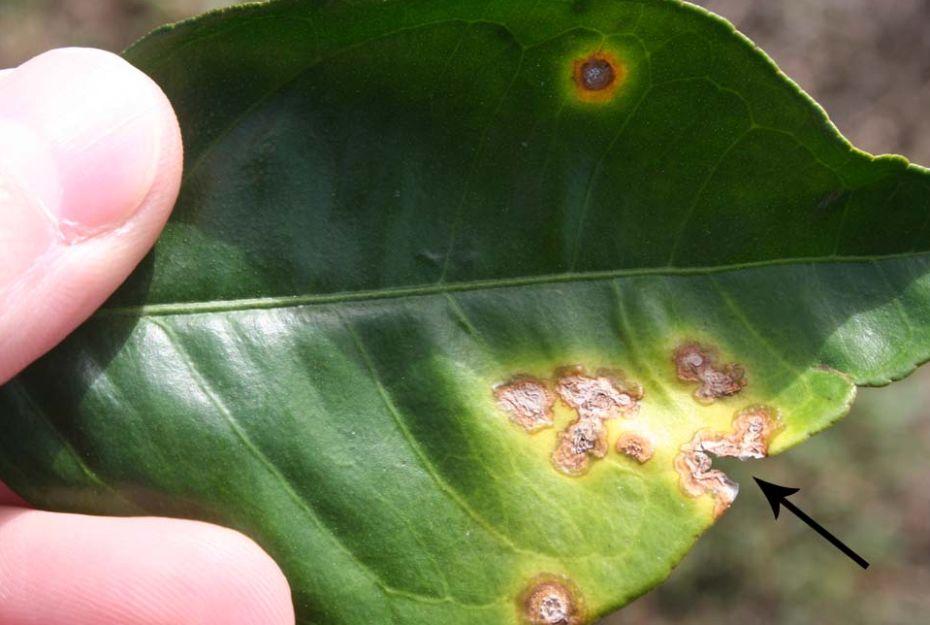 Leaves damaged by citrus leafminer become more sensitive to canker infection because leafminer wounds allow easy penetration of the canker bacteria into the leaf tissue (Fig. 7).