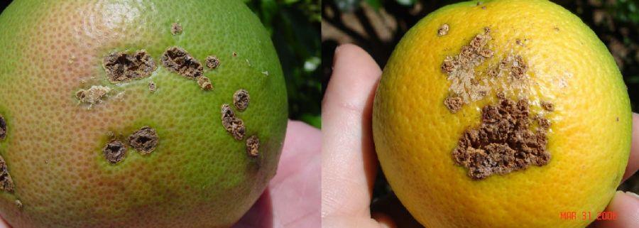 Stem lesions do not usually have the yellow halo typical of leaf lesions. As the lesions on stems age they begin to appear more dried out and take on a scabby appearance (Fig. 8 bottom). Figure 9.