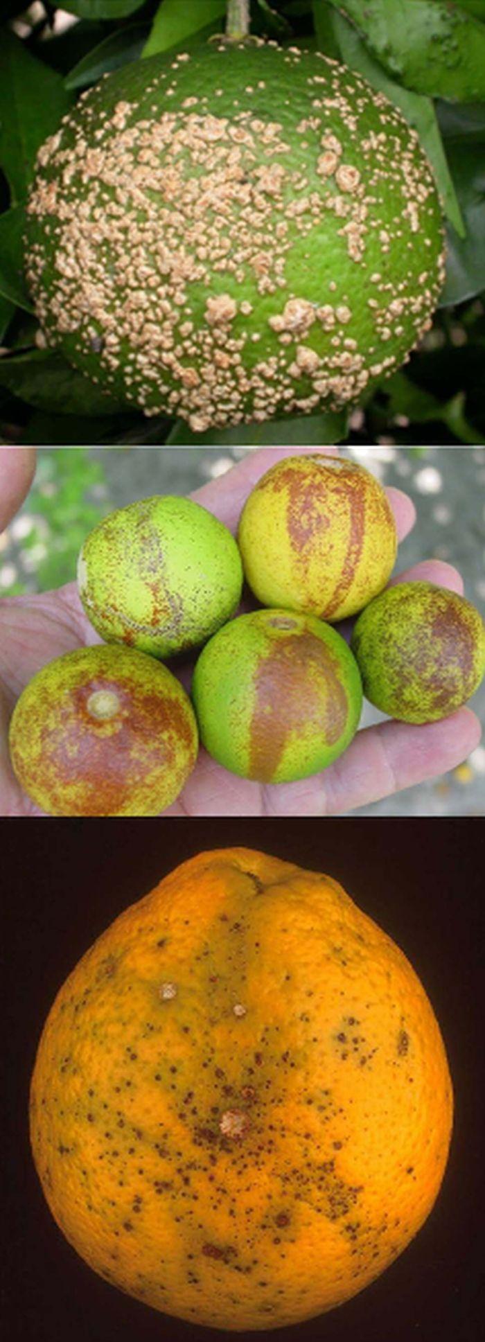 Dooryard Citrus Production: Citrus Canker Disease 5 Melanose lesions are small, raised dots, pustules, and irregularly shaped spots ranging from brick red to black that feel like sandpaper when