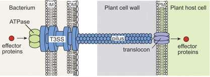 Type III secretion system and T3SS effectors are critical for causing citrus