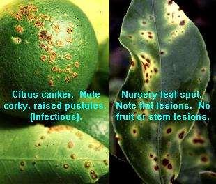 Nursery strain-citrus bacterial spot Opportunistic leaf spotting xanthomonads that did not cause cankers or affect the fruit of mature trees were misdiagnosed in Florida in 1984 as a another "form"