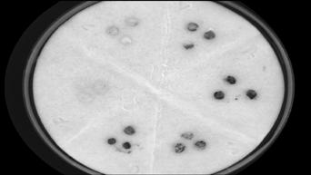 SEED HEALTH Six groups of 3 seeds (un-infected control, Stemphylium botryosum, Verticillium spp., Fusarium spp.
