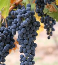 1) Characteristics of the wine before filling Grape varieties, wine colour, alcohol level, acidity, initial