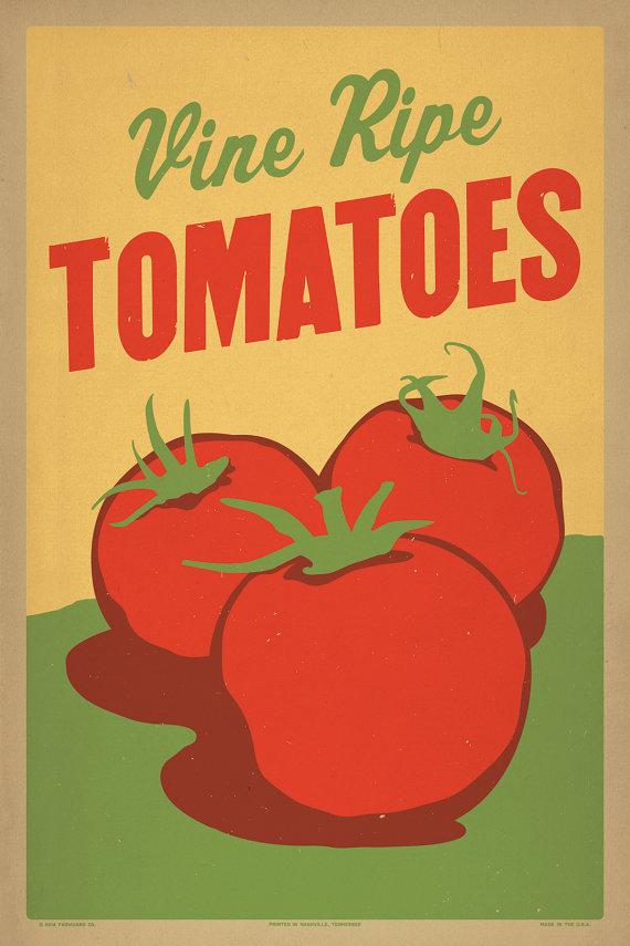 Tomatoes harvest ripe tomatoes from different vines of same plant cut across the middle - squeeze juice & seeds into a bowl each tomato seed is encased in a