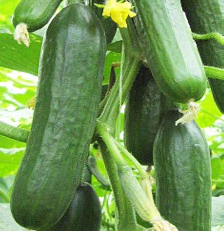 Cucumber cucs change color and become soft soon after ripening vines stop