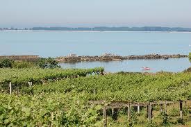 Galicia, Spain. It is renowned for its white wines made from the Albariño grape variety.