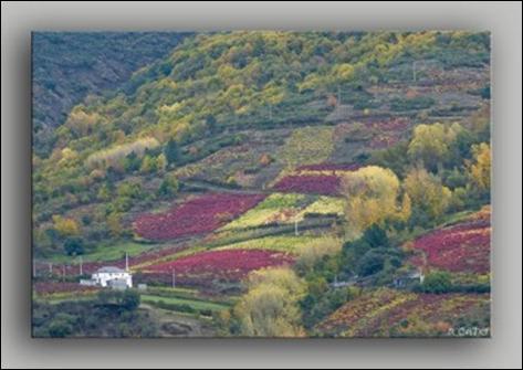D.O. VALDEORRAS WINE: RED WINE: VARIETIES Godello, Palomino, Doña Blanca Mencia; Garnacha, Cabernet Sau-vignon, Gran Negro, Merenzao, Albarello, Tempranillo, Negreda The D.O. Valdeorras covers 2700 hectares of planted vineyard surface and 1358 hectares of vineyards in production.