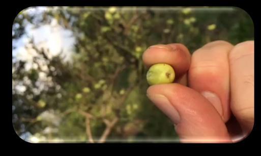 What sets the Koroneiki apart when referring to the seed and the olive oil produced is the unique method of farming.