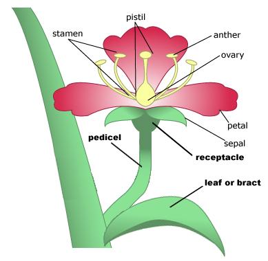 BIOL 221 Concepts of Botany (Spring 2008) Topic 13: Angiosperms: Flowers, Inflorescences, and Fruits A.