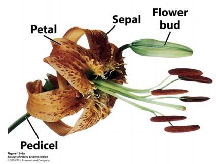 Flowers are often arranged into group structures called inflorescences. A1. The flower Fig. 1. Basics of flower structure and position.