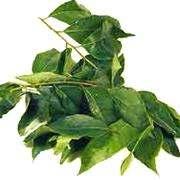 Curry leaves (Kari putha or Neem) - are small grey-greenish leaves (a bit like bay), relative of the orange. They can be used fresh or dried. Their aroma is released by its heat and moisture.