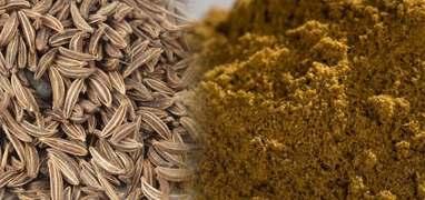 A speed spice, cumin is grown mainly in hot climatic conditions.