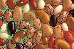 Before the 20 th century, soybeans were not used for livestock because of the trypsin content.