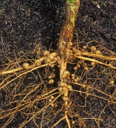 Nitrogen Fixation in Legumes The roots of most legumes form associations with bacteria that can fix