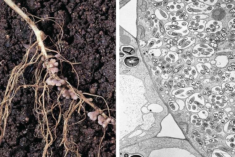 Root Nodules Rhizobium bacteria form symbiotic relationships with roots
