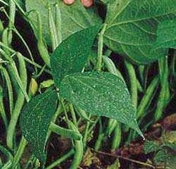 Legumes Changes Under Domestication 1. Annual habit, selfing breeding system 2. Less seed scattering 3. Greater seed size 4.