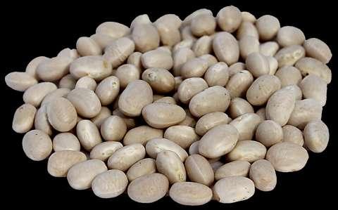 Navy Beans Phaseolus