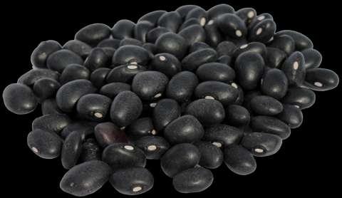 Black Turtle Beans Phaseolus vulgaris Medium to small, with